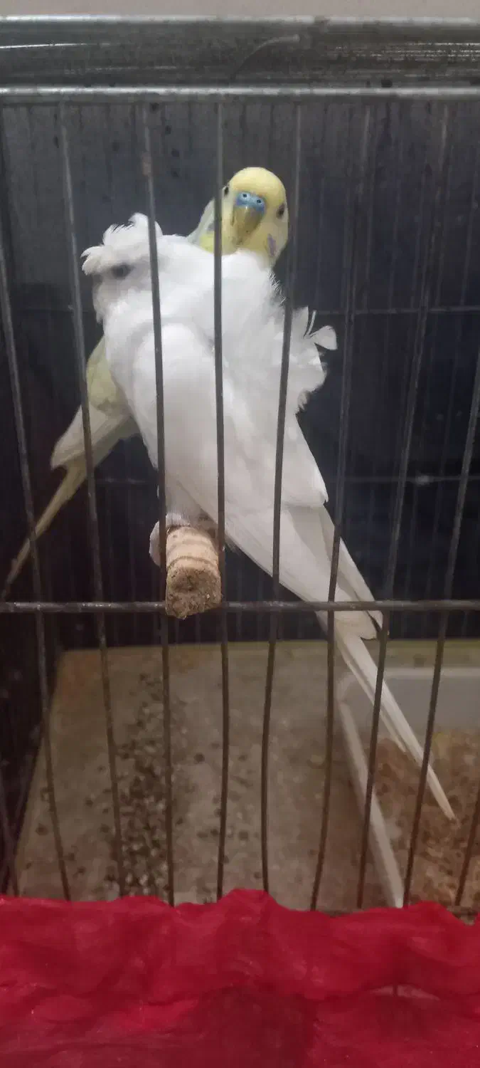 مرغ عشق پروانه ای تخم گزار|پرنده|آستارا, |دیوار