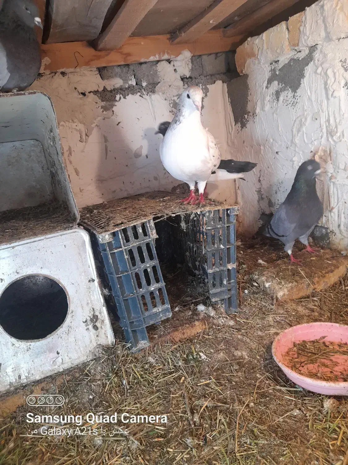 کبوتر فروشی|پرنده|سیلوانه, |دیوار