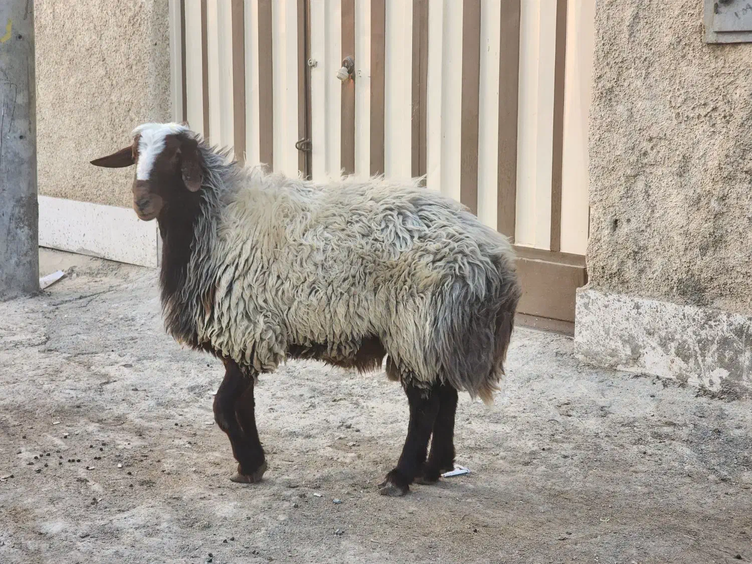 قوچ ۲ ساله|حیوانات مزرعه|خمینی‌شهر, |دیوار