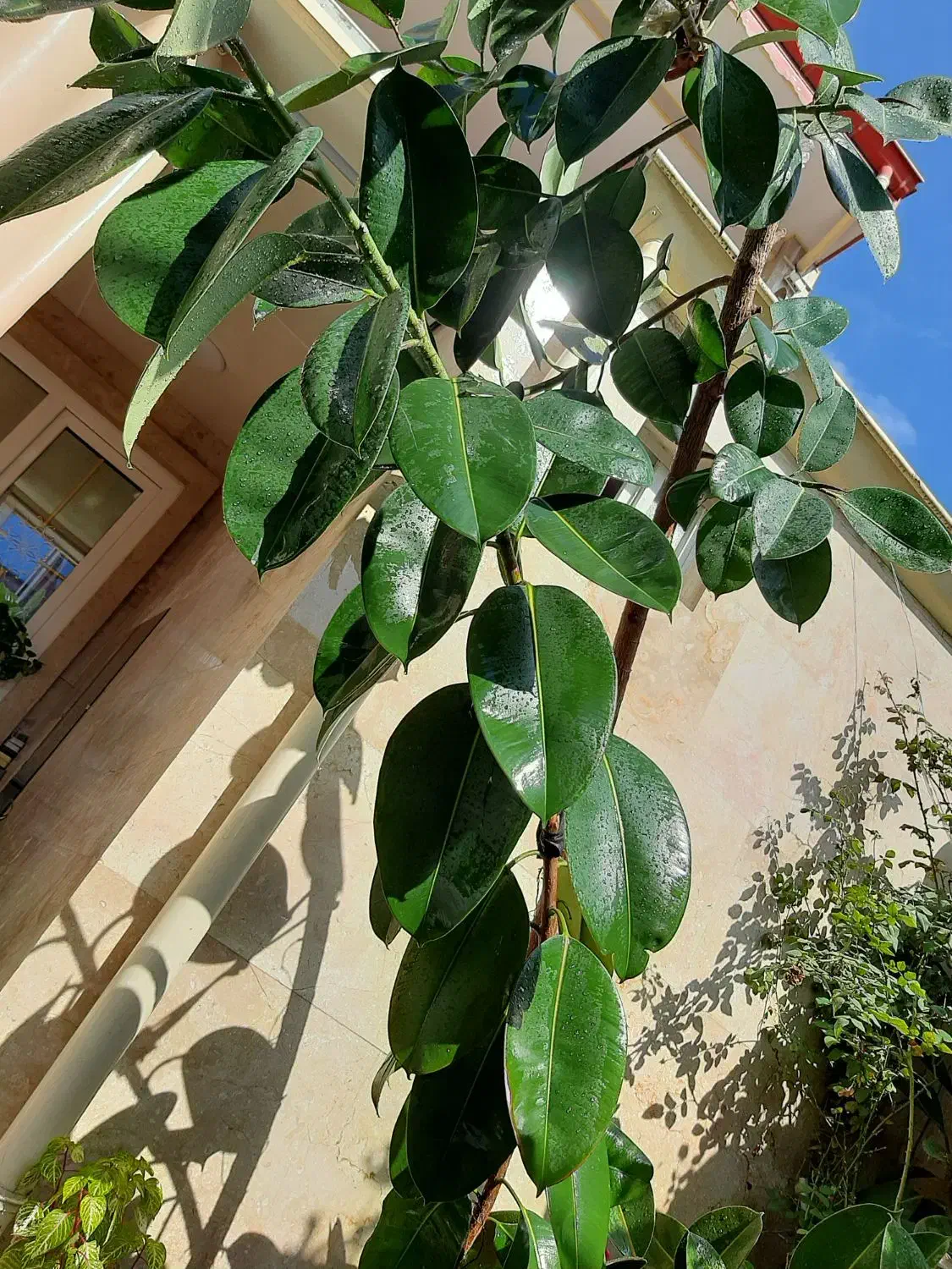 گل fikos|گل و گیاه طبیعی|رشت, پیرکلاچای|دیوار