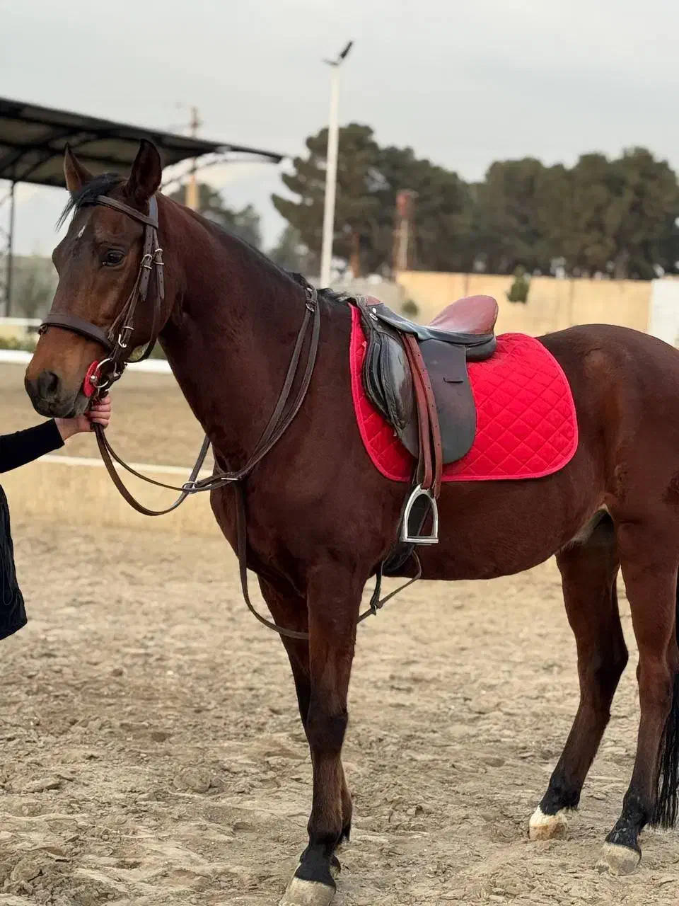 اسب نریون پرشی|اسب و تجهیزات اسب‌سواری|احمدآبادمستوفی, |دیوار