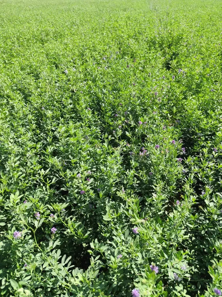 بذر یونجه|خدمات باغبانی و درختکاری|بوشهر, |دیوار