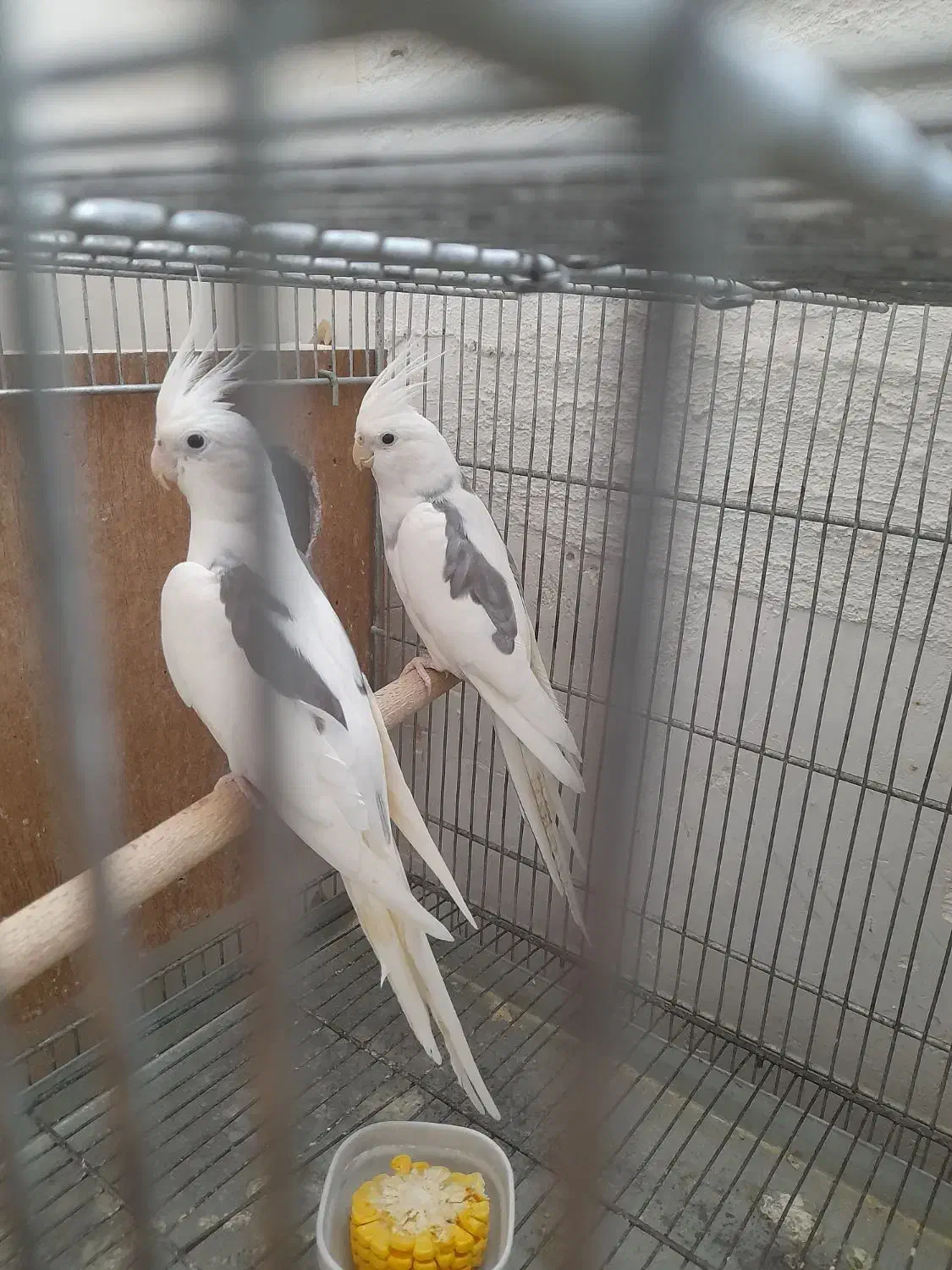 قفس دست ساز و عروس هلندی فر و شی|لوازم جانبی حیوانات|رباطکریم, شهرک والفجر|دیوار