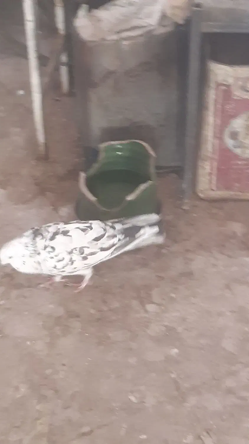 کبوتر نر|پرنده|قم, باغ کرباسی|دیوار