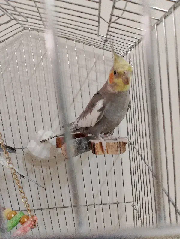 عروس هلندی نروماده|پرنده|تهران, شهرک آزمایش|دیوار