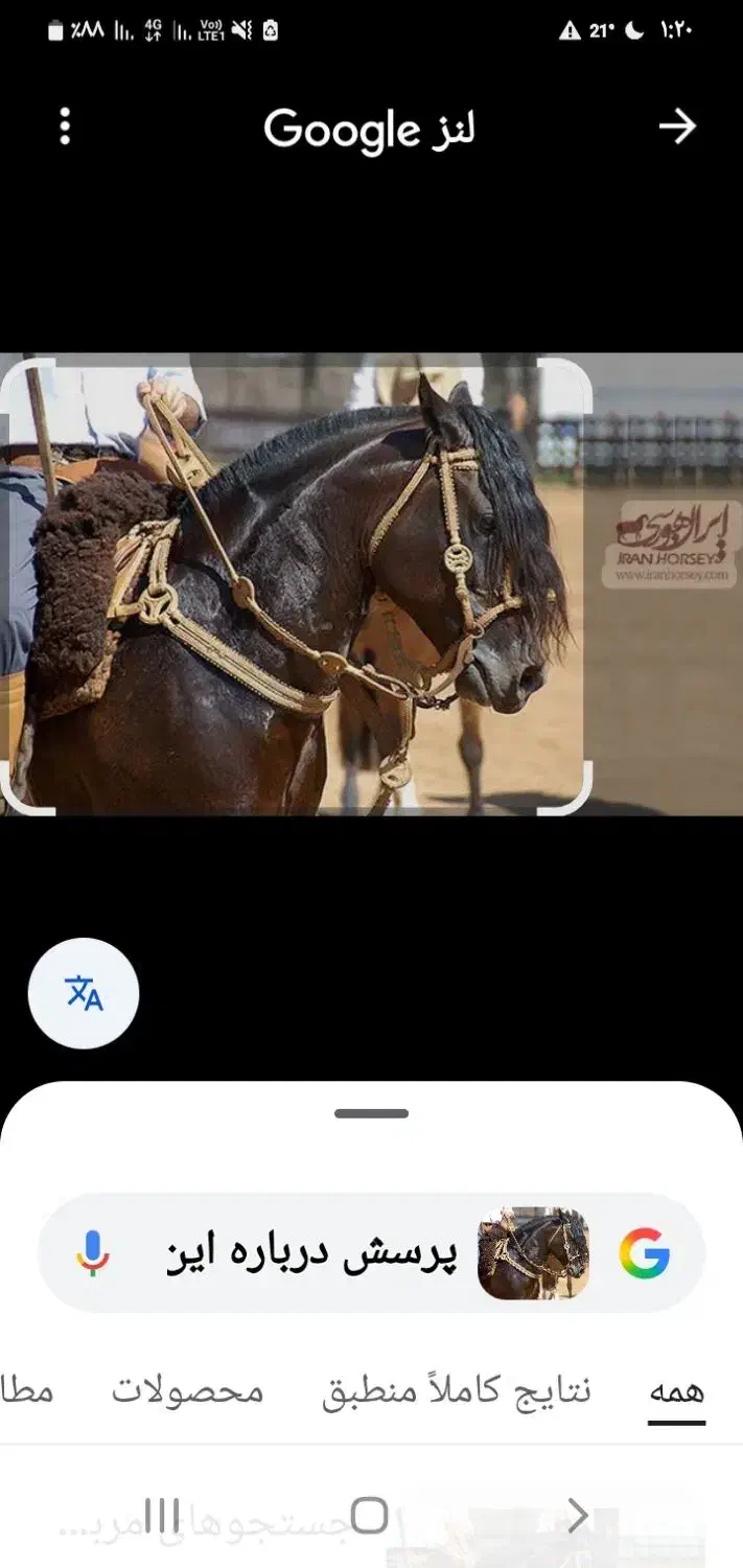 گردنی اسب|اسب و تجهیزات اسب‌سواری|گنبد کاووس, |دیوار