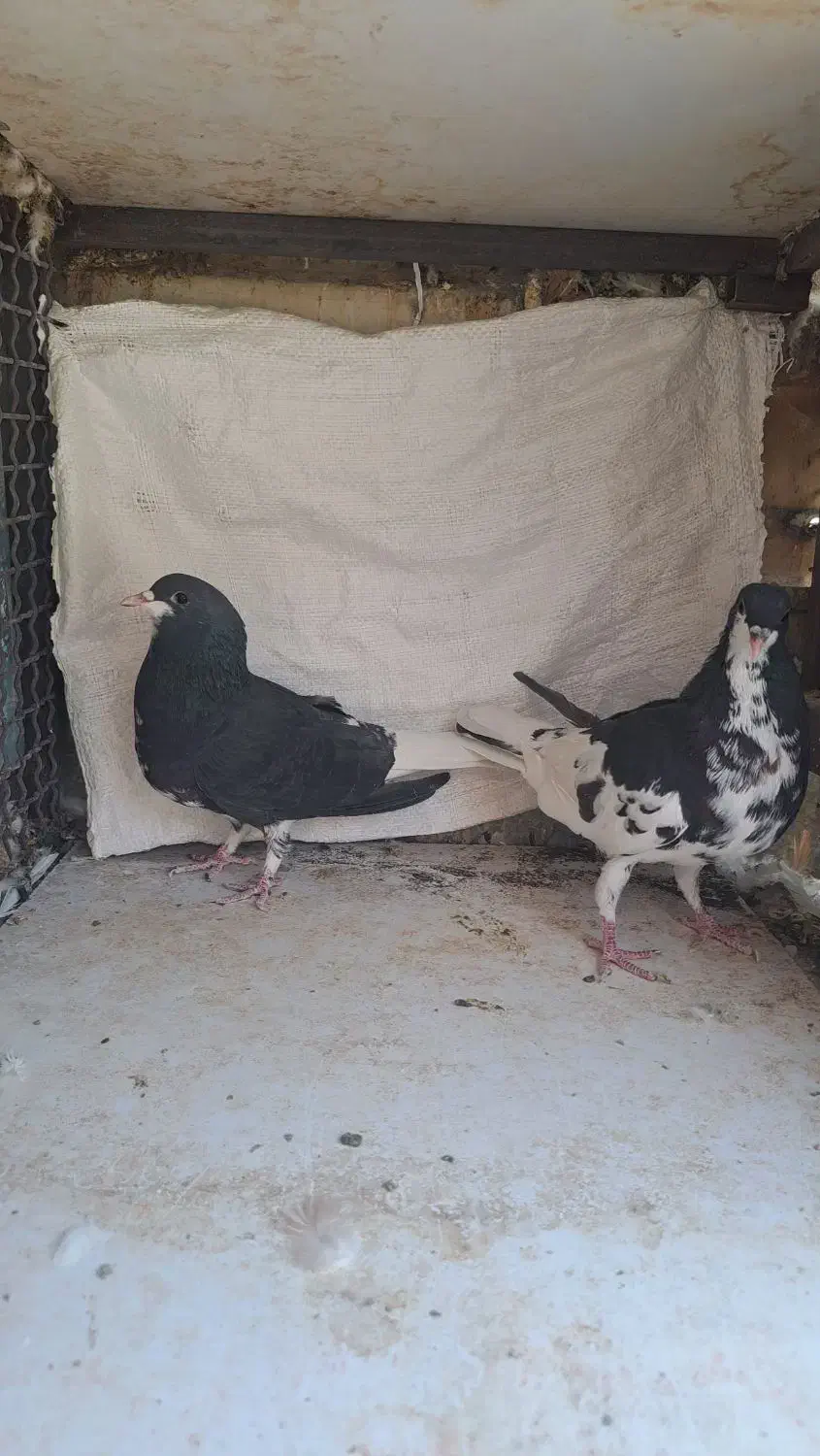 ماده چپ سیاه ماده خوشرنگ سیاه گلدار|پرنده|شیراز, شهرک مفتح|دیوار