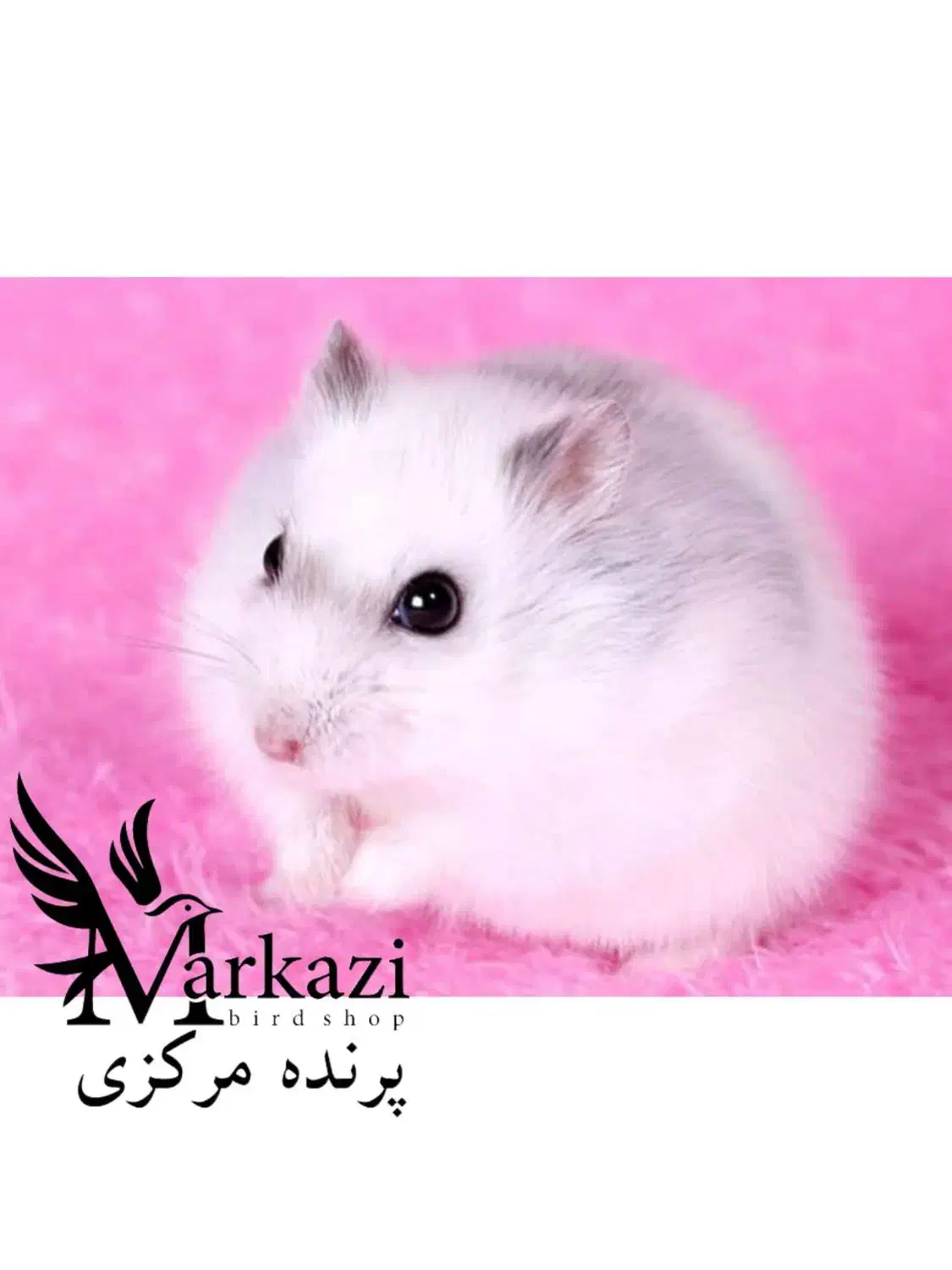 همستر مینیاتوری|موش و خرگوش|بندرعباس, |دیوار