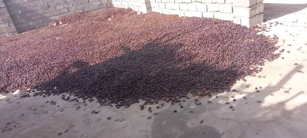 خریدار آهن ضایعات و خرما کده هستم|خدمات پیشه و مهارت|بم, |دیوار