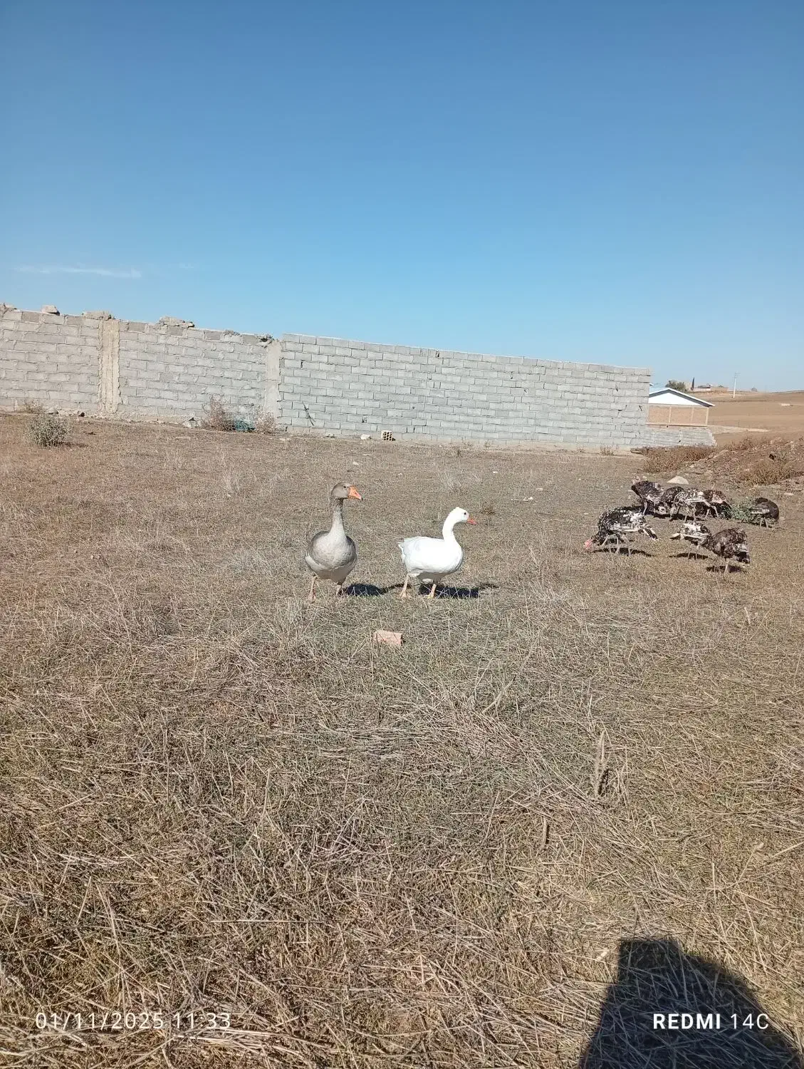 غاز و اوردک اسراعیلی|حیوانات مزرعه|قشلاق دشت, |دیوار