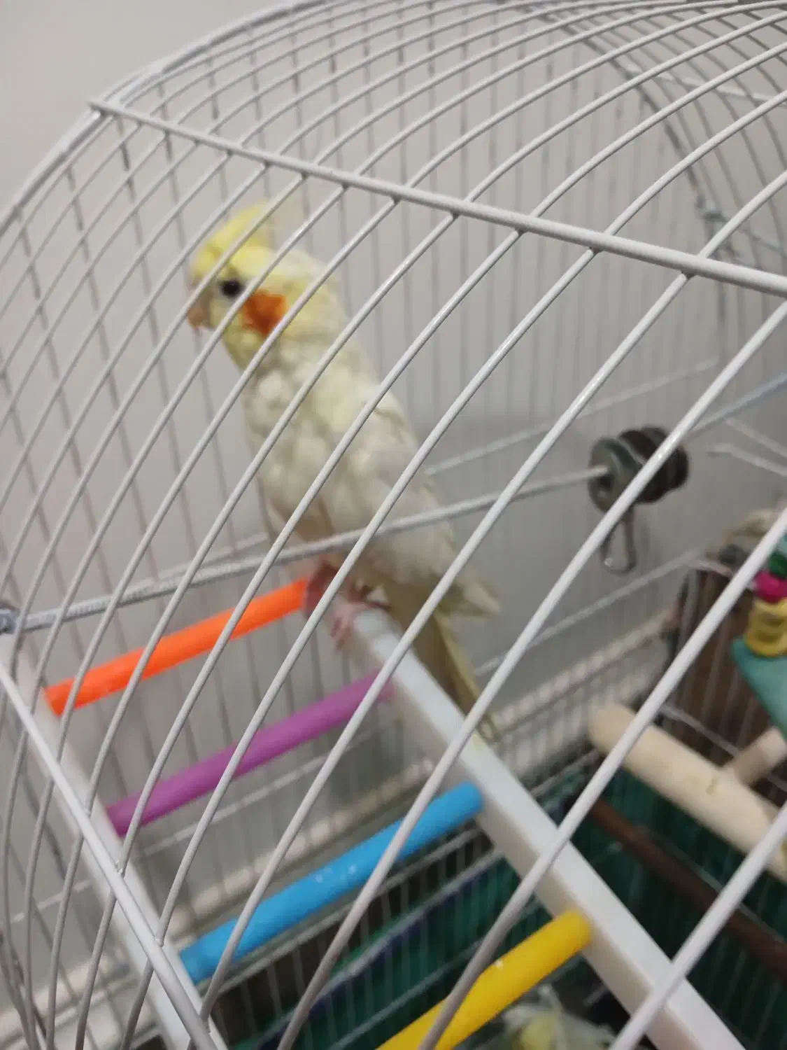 عروس پاریس|پرنده|حمیدیه, |دیوار