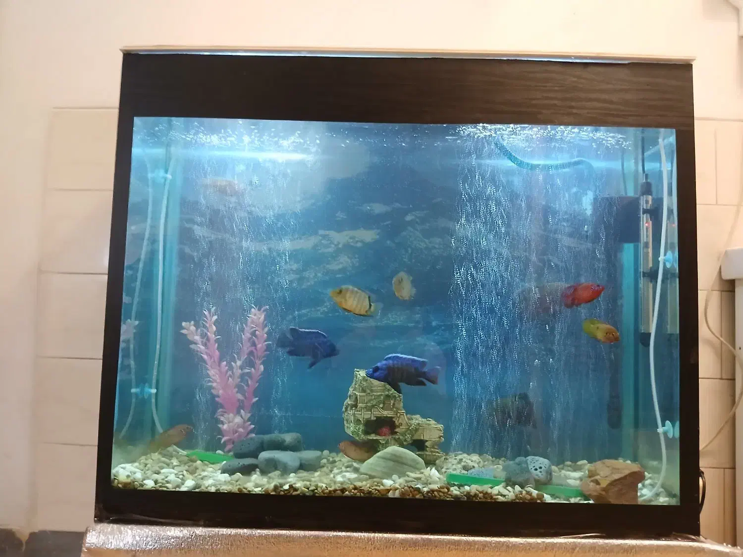 اکواریوم باتمام وسایل|ماهی|مرودشت, فرهنگ|دیوار