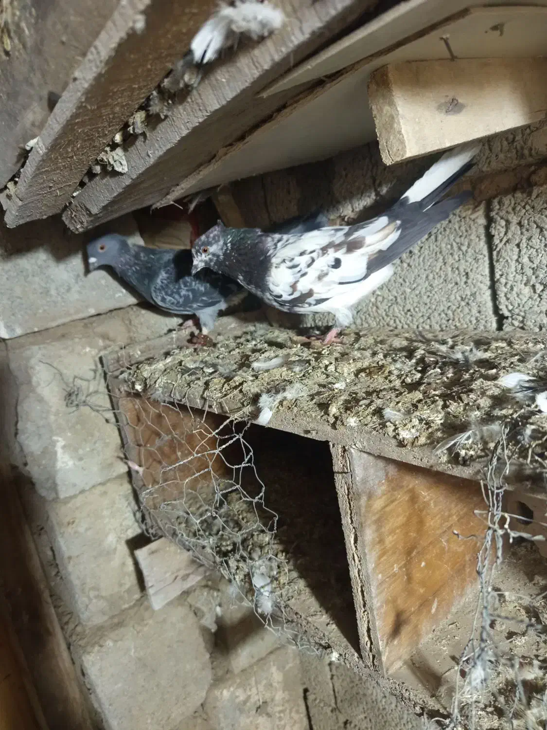 کبوتر|پرنده|سیلوانه, |دیوار