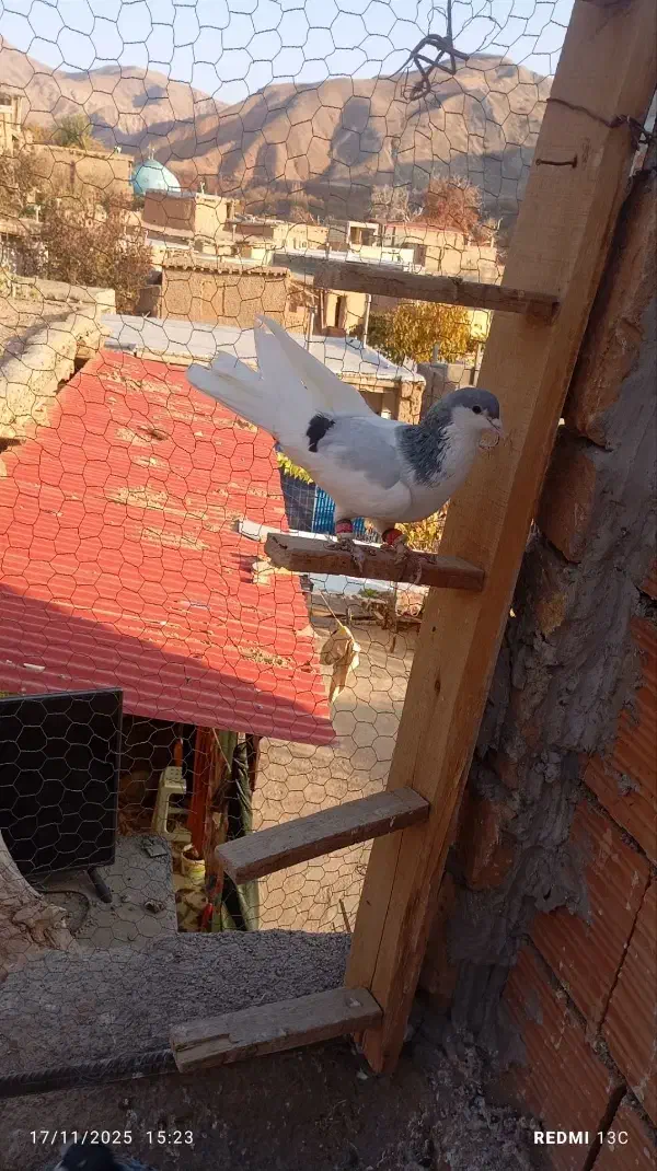 سه تا کبوتر پرشی|پرنده|اسفراین, |دیوار