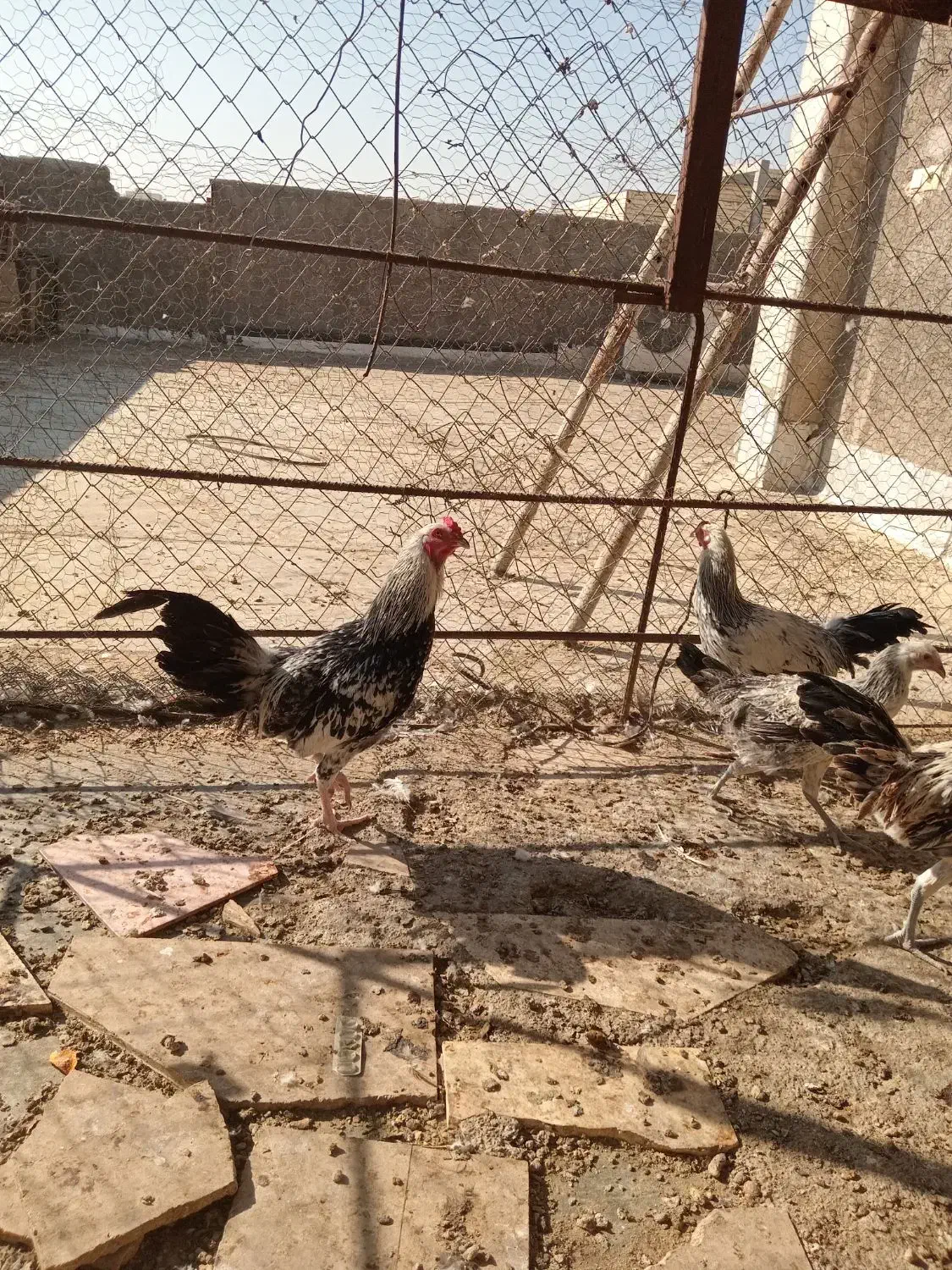 خروس نژاد لاری|حیوانات مزرعه|قم, پردیسان|دیوار