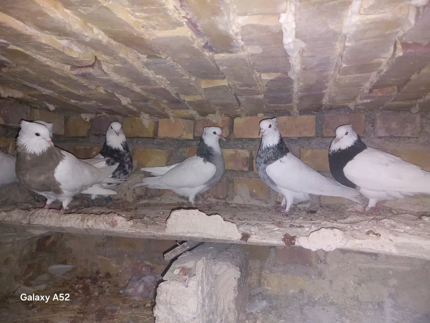 چند جفت توقی اس|حیوانات|آشخانه, |دیوار