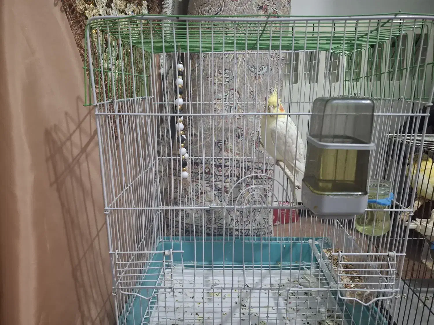 پرنده عروس هلندی|پرنده|تهران, امیریه|دیوار