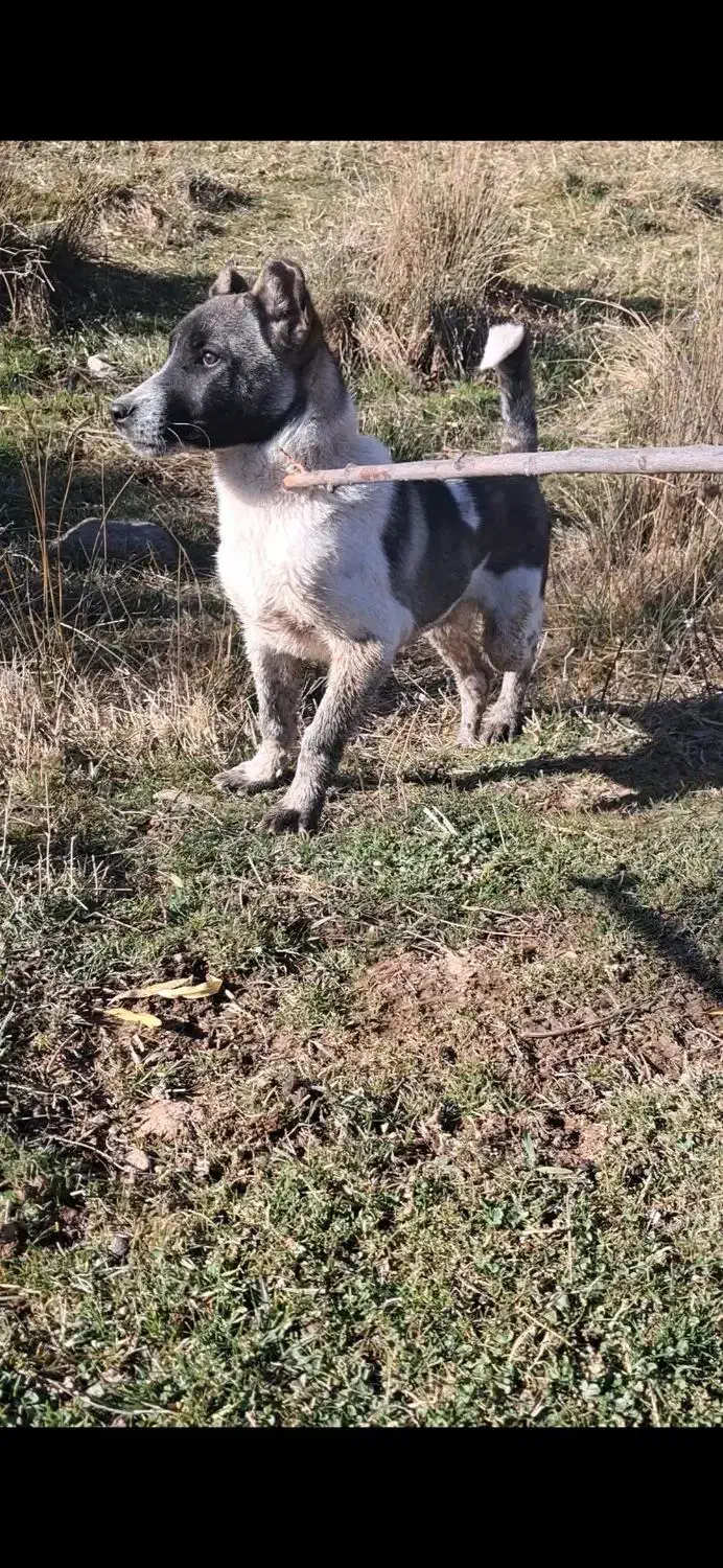 سگ سرابی|لباس|سرعین, |دیوار