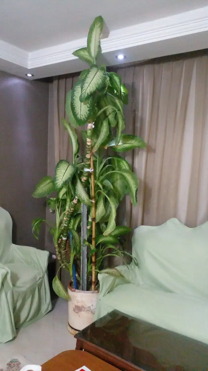 گل بزرگ  دیفن سالم وزیبا|گل و گیاه طبیعی|قزوین, |دیوار