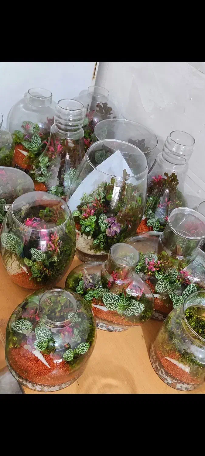 تراریوم تک|گل و گیاه طبیعی|تهران, مشیریه|دیوار