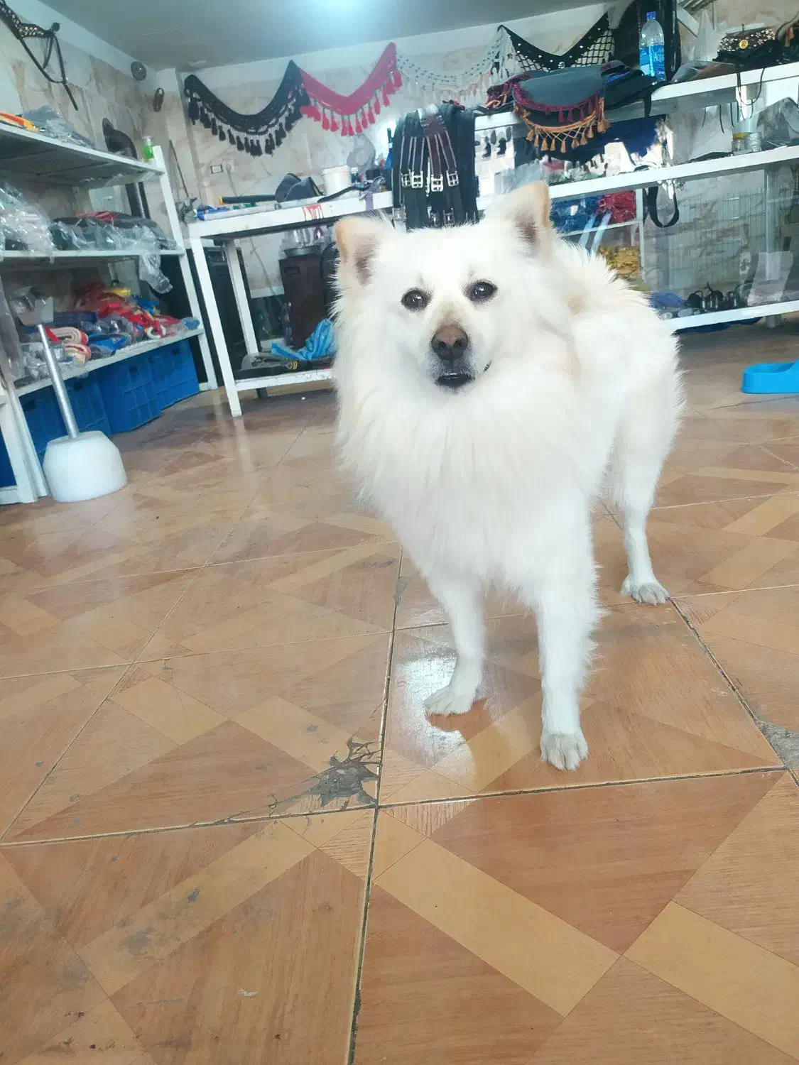 پامر روباهی|سگ|ارومیه, |دیوار