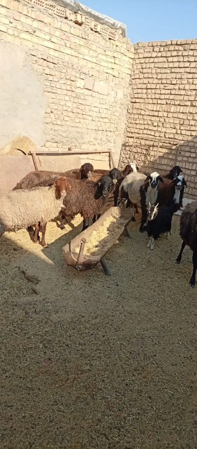 میش ابستن|حیوانات مزرعه|جوادآباد, |دیوار