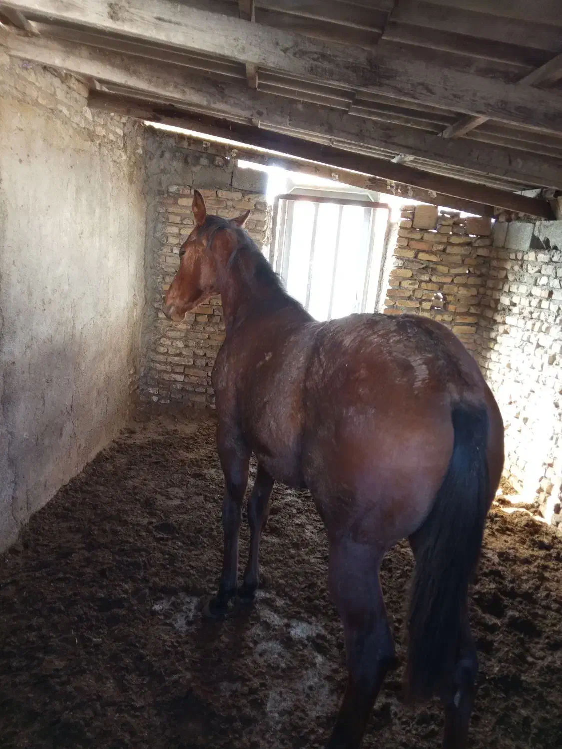 اسب نریان 8ماهه|اسب و تجهیزات اسب‌سواری|سیمین شهر, |دیوار