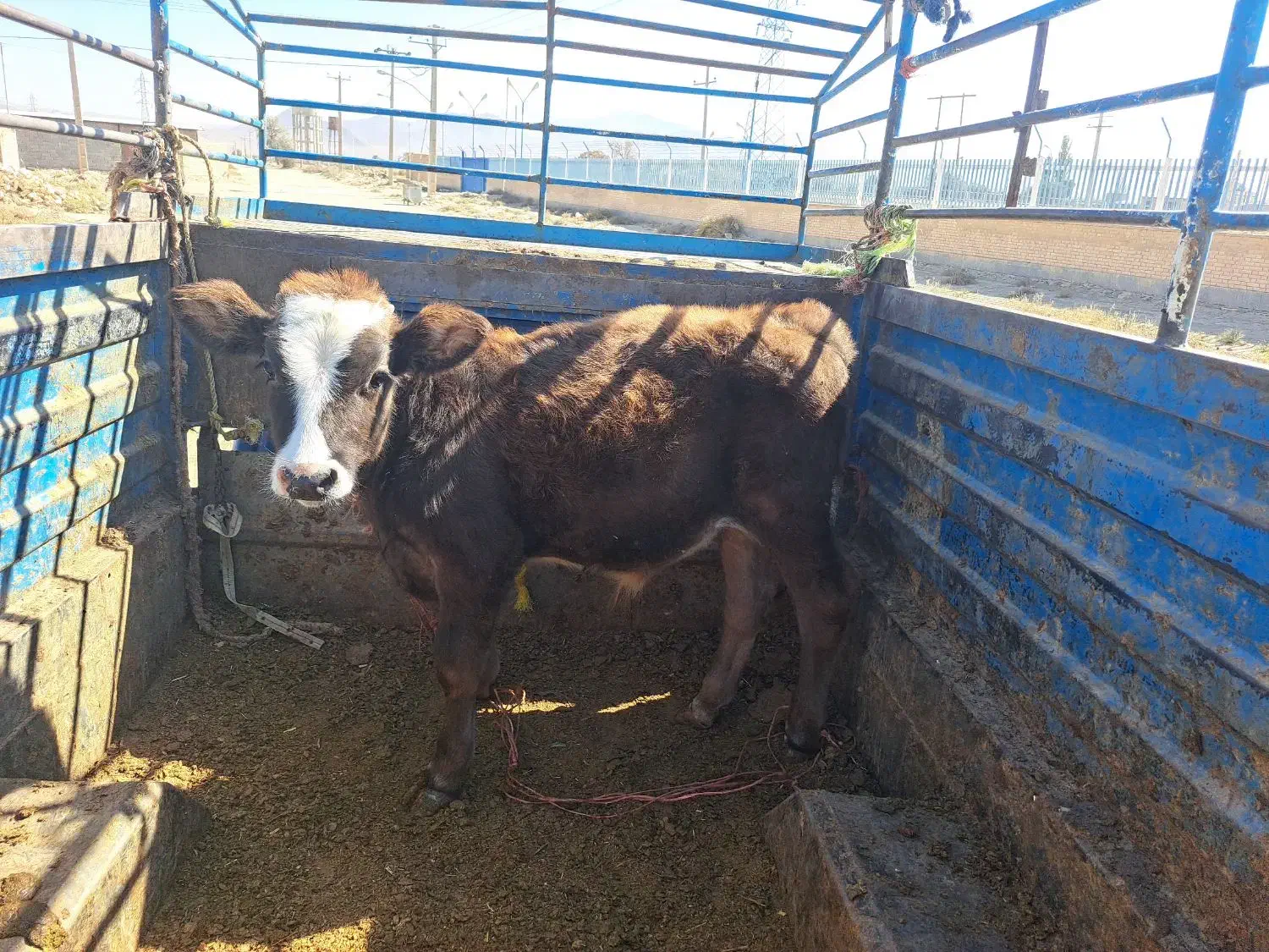 گوساله گاو تلیسه|حیوانات مزرعه|گلپایگان, |دیوار