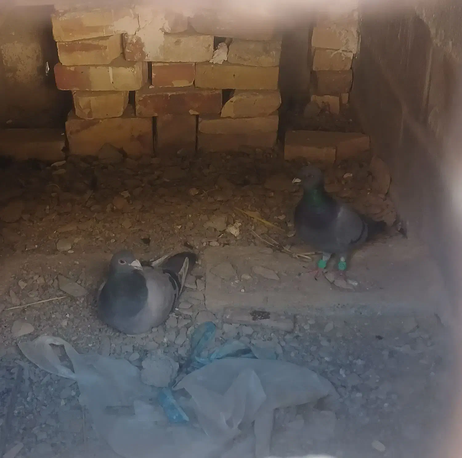 مرغ خروس  کفتر|پرنده|سراوان, |دیوار