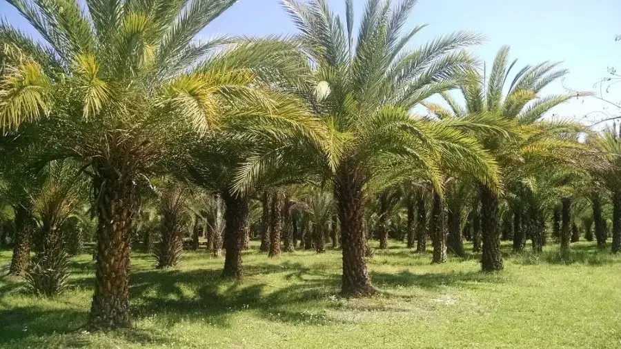 نخل تزیینی اصیل نهالستان سعیدی|خدمات باغبانی و درختکاری|تهران, دکتر هوشیار|دیوار