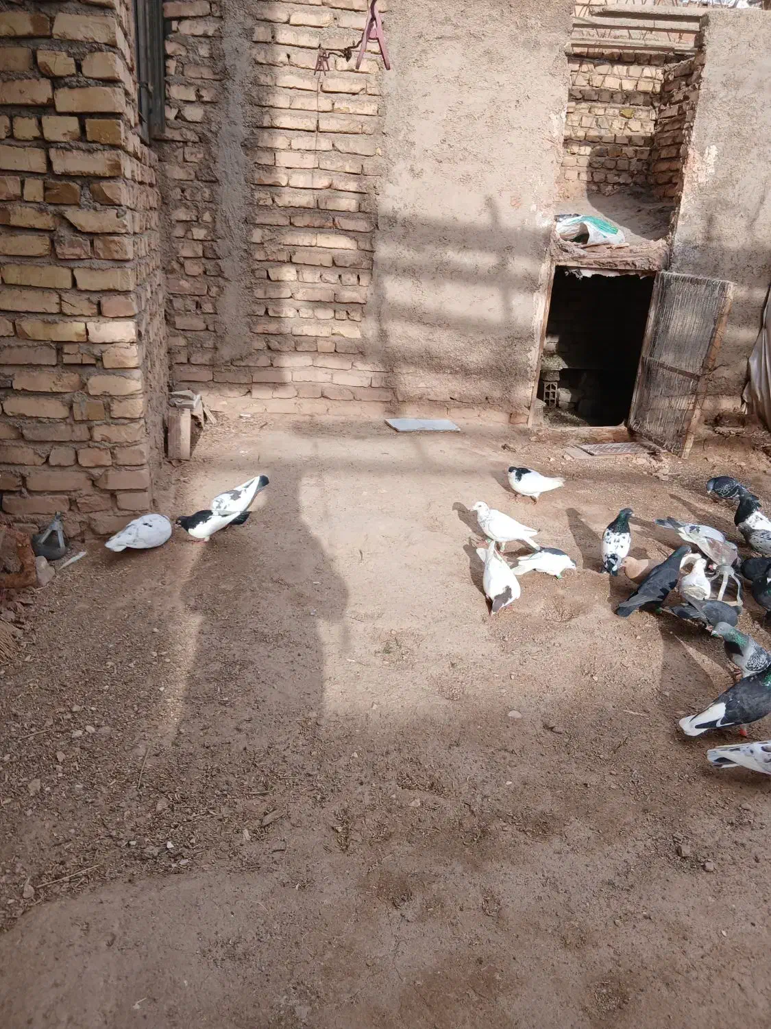 فورشی|پرنده|اسفراین, |دیوار