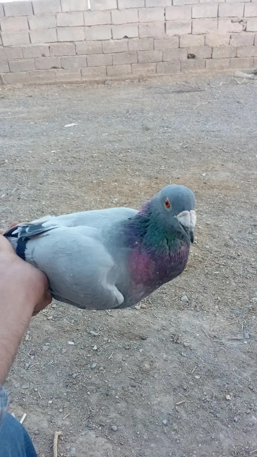 کبوتر|پرنده|خمک, |دیوار