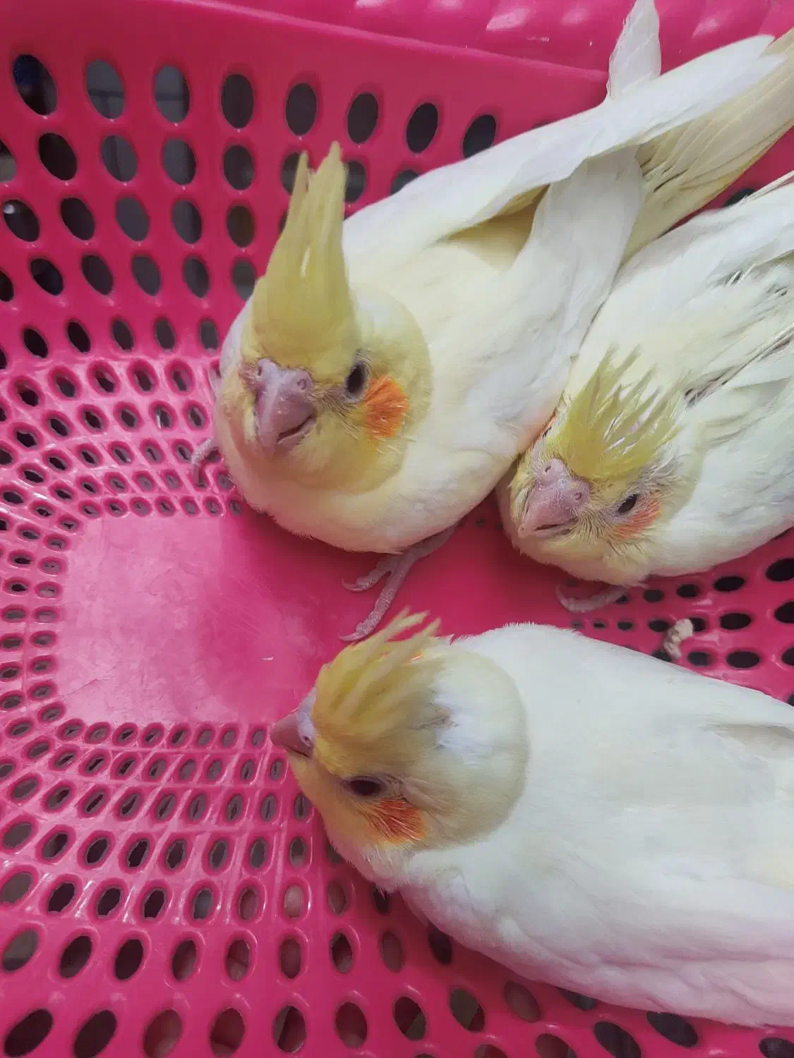 جوجه عروس هلندی لوتینو|پرنده|رامهرمز, |دیوار