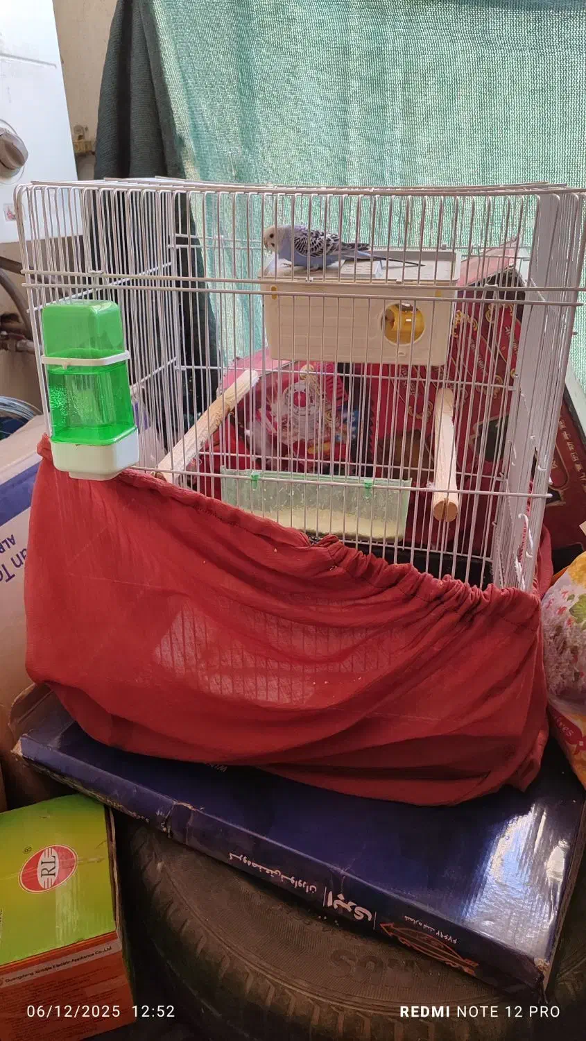 دو عدد مرغ عشق سر حال|پرنده|فردیس, فرامرزیه|دیوار