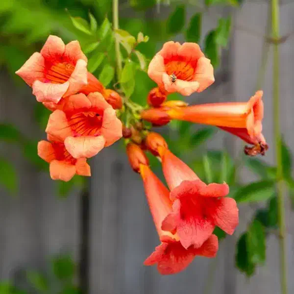 فروش تاکسوس، اناری،پالم واشنگتن و یاس توپی وصال ۴۲|گل و گیاه طبیعی|چابکسر, |دیوار