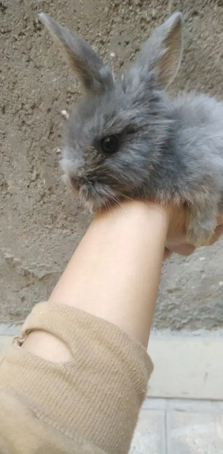 خرگوش مینی لپ مینیاتوری|موش و خرگوش|مشهد, طبرسی شمالی|دیوار