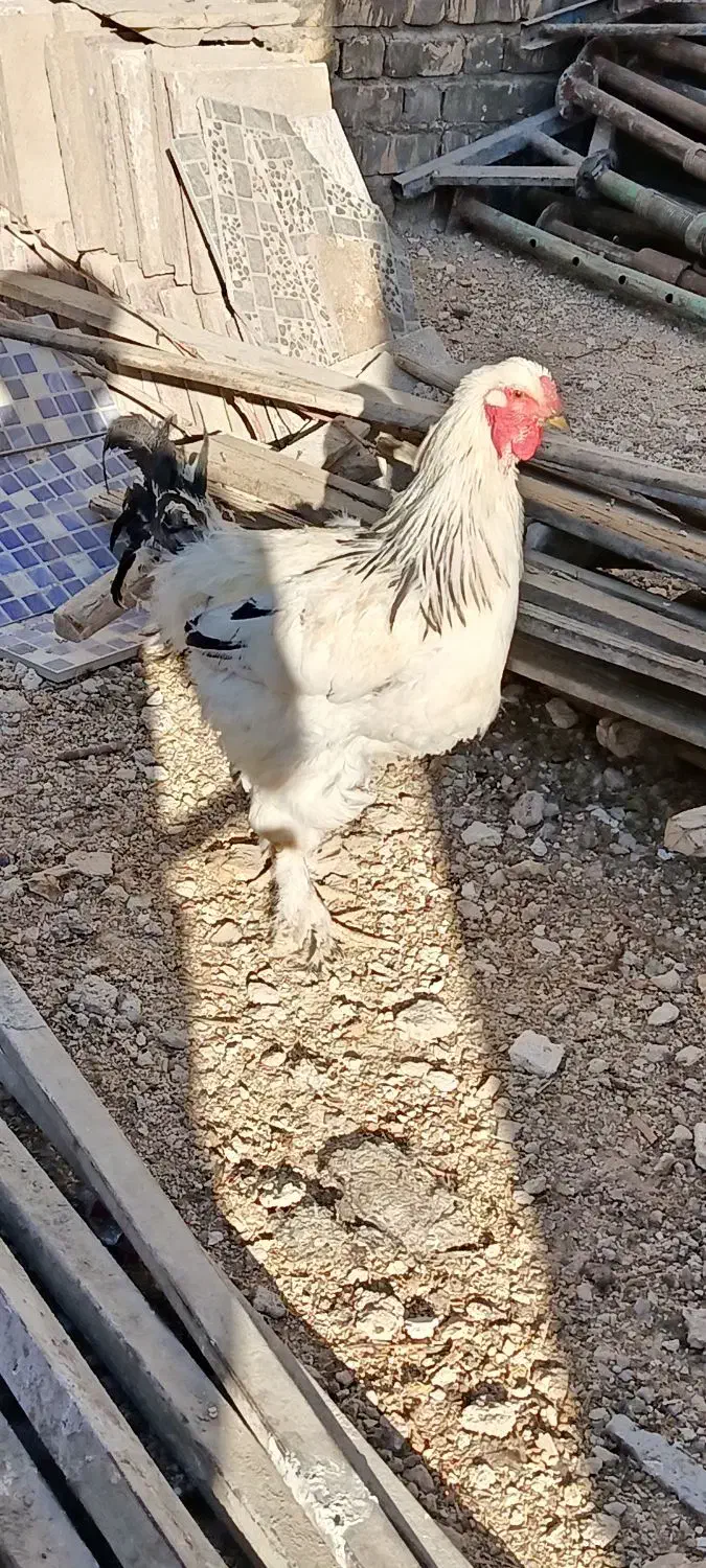 خروس برهما جوان|حیوانات مزرعه|ارژن, |دیوار