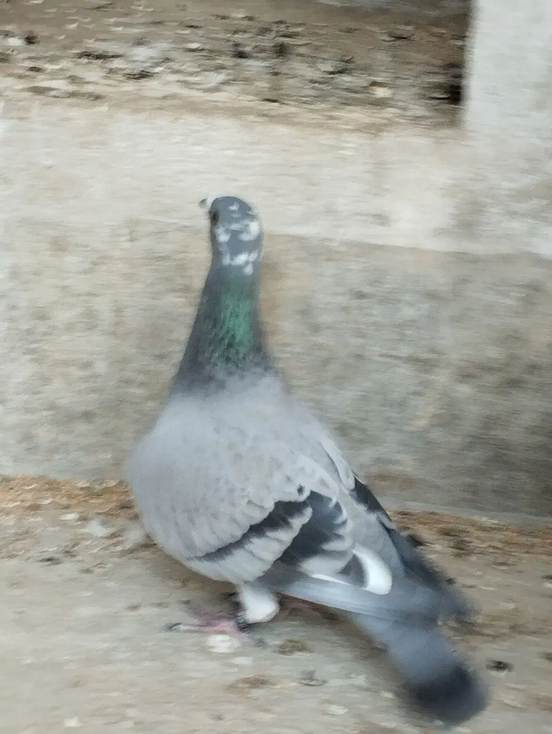 کبوتر قره پلاکی دوخط|پرنده|برازجان, |دیوار