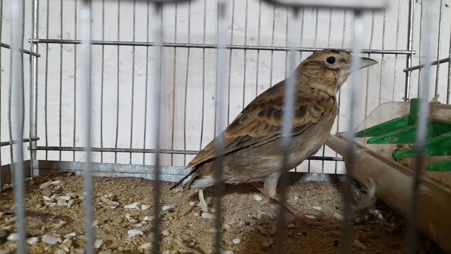 قناری سهر|پرنده|دزفول, |دیوار