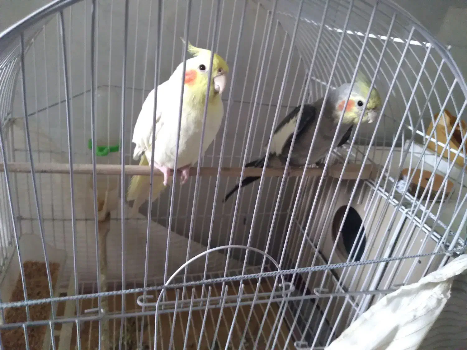 یک جفت عروس هلندی|پرنده|شاهین دژ, |دیوار