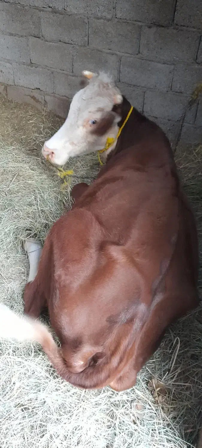 گوستر|حیوانات مزرعه|فهرج, |دیوار