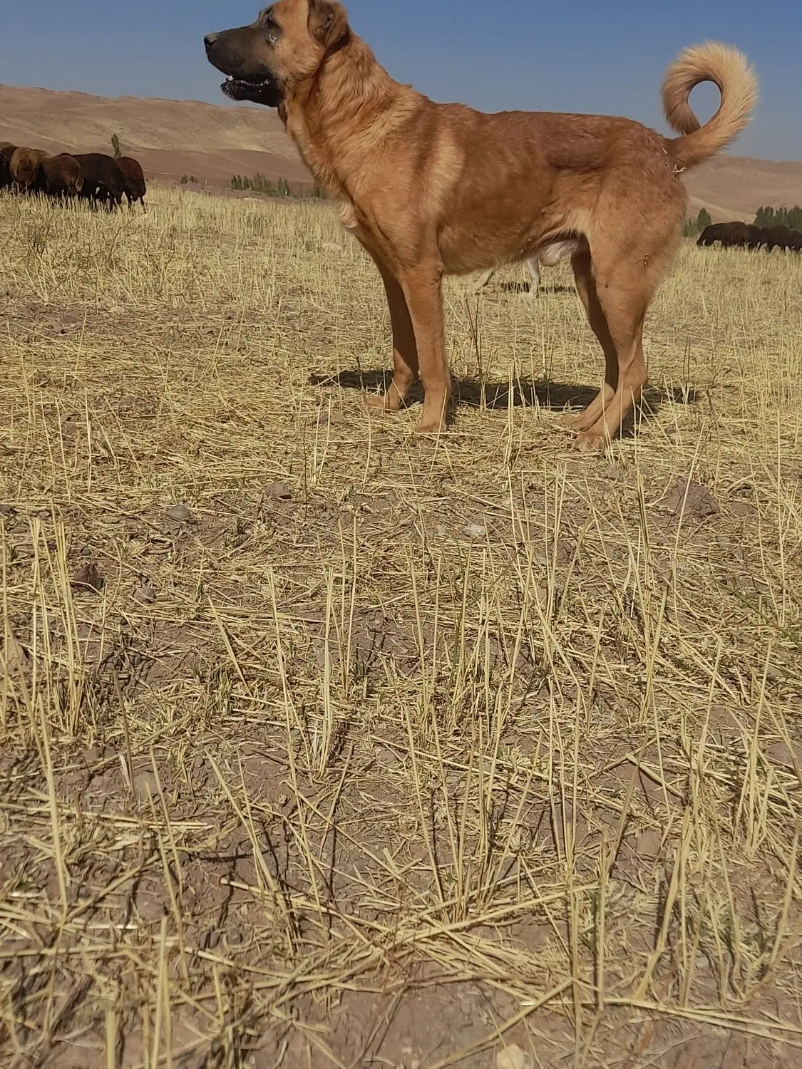 سگ ۳ ساله|سگ|مهربان, |دیوار