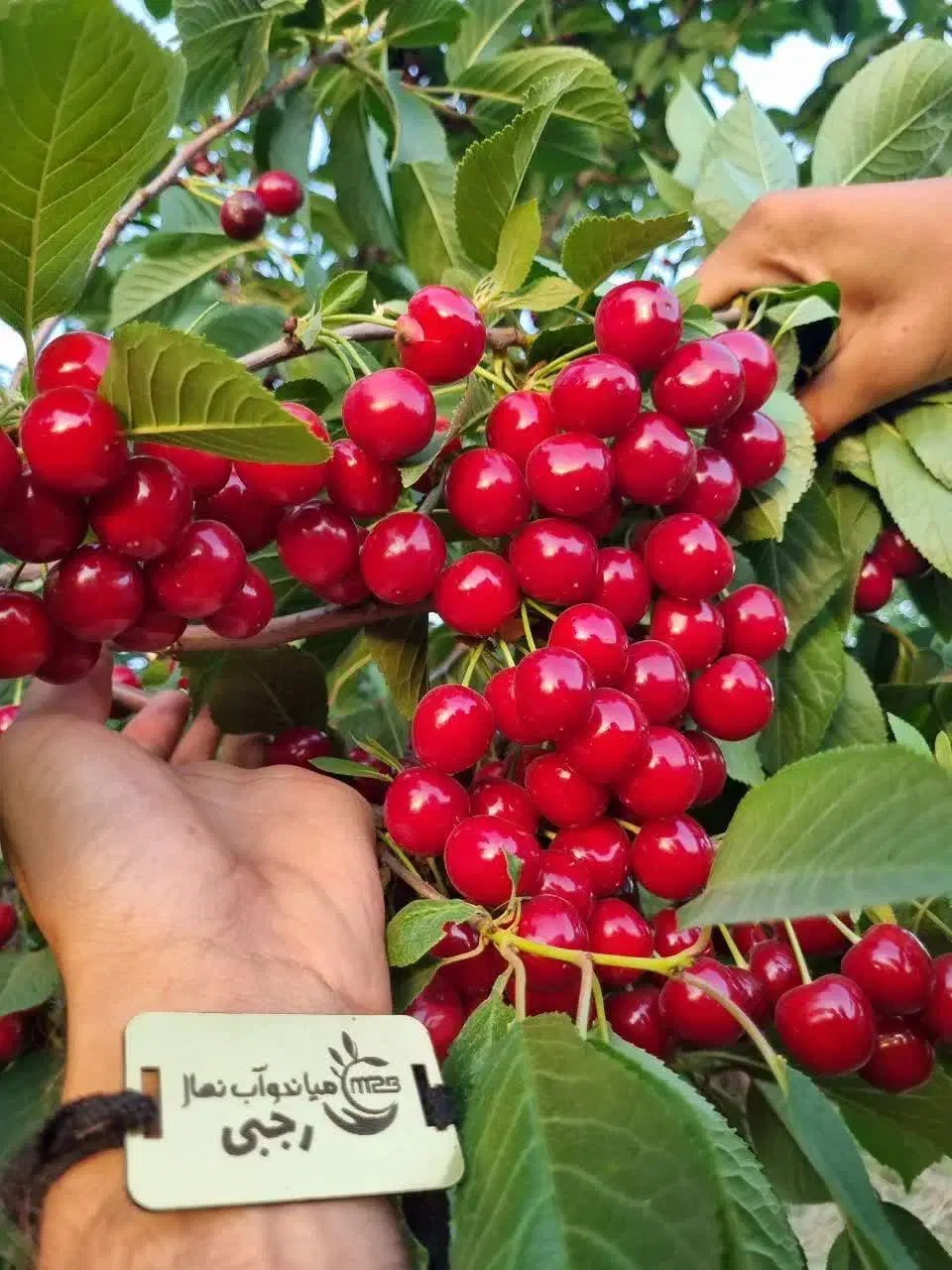 فروش نهال البالو مجار شناسه دار|خدمات باغبانی و درختکاری|پل سفید, |دیوار