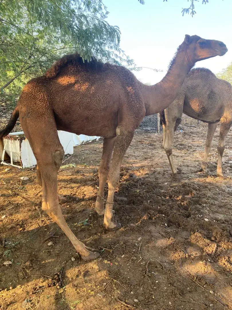 شتر|حیوانات مزرعه|قلعه قاضی, |دیوار