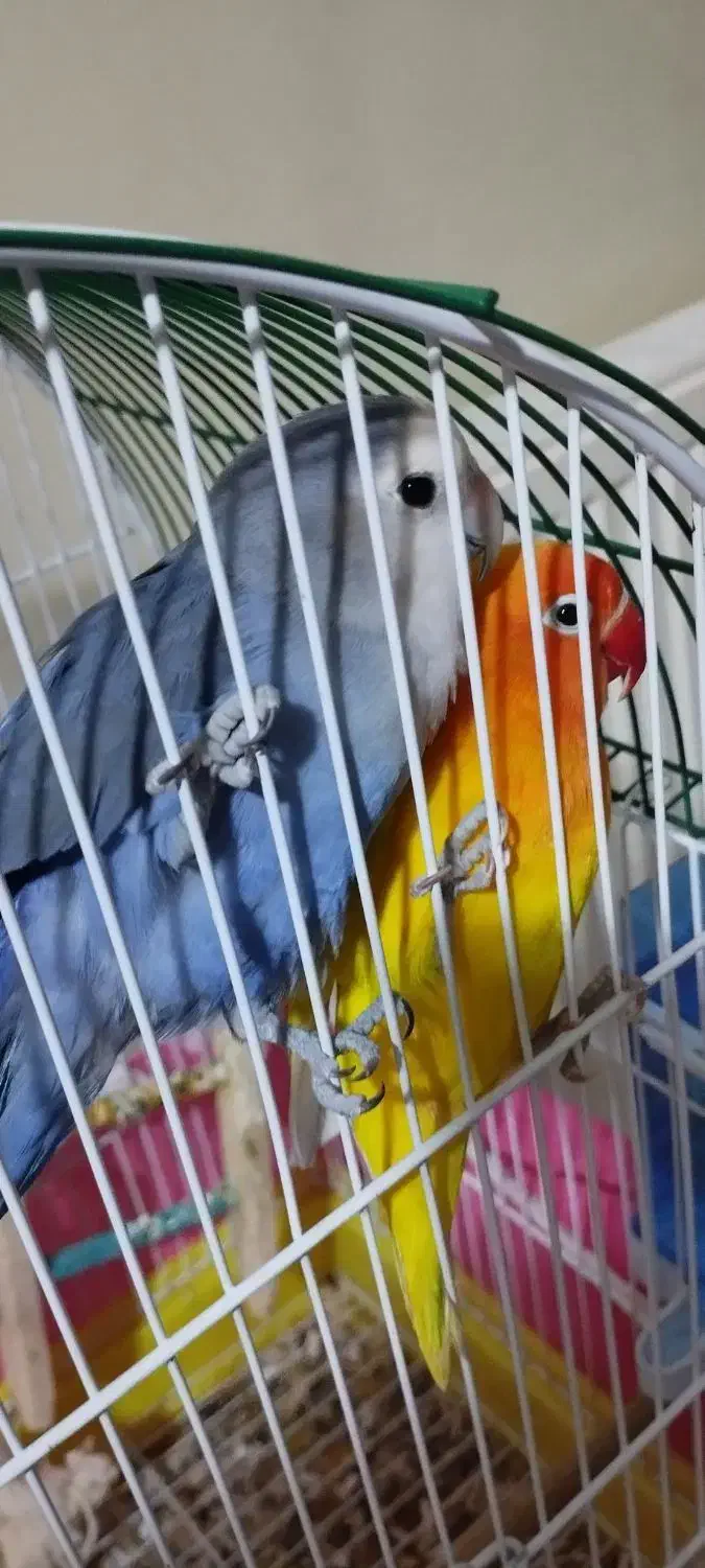 طوطی فیشر برزیلی سالم بامزه (دستی)|پرنده|شاهین‌شهر, فردوسی|دیوار