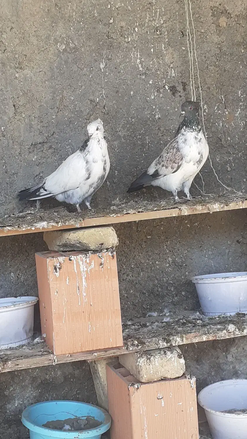 کبوتر|پرنده|سیمین شهر, |دیوار