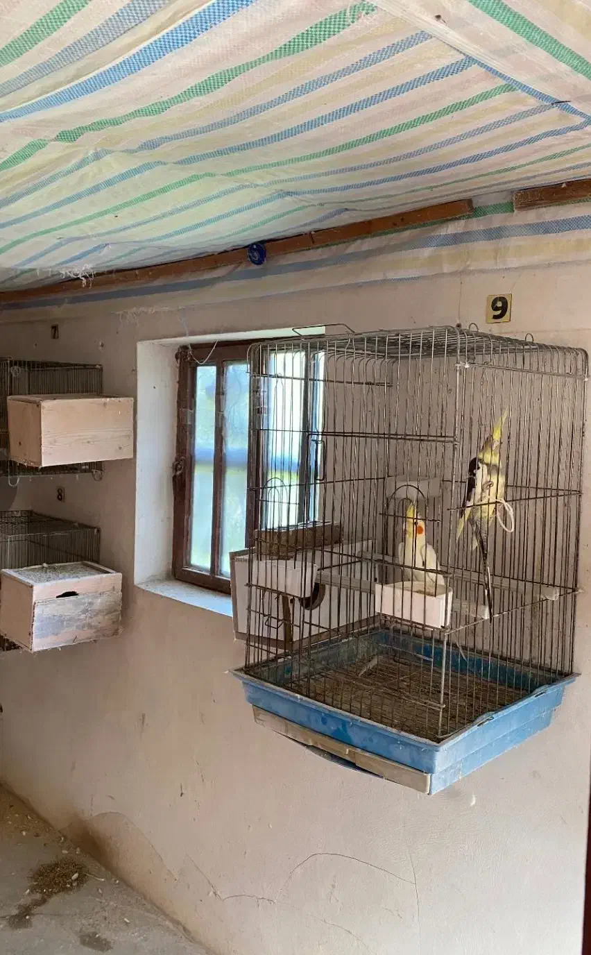 فروش انواع عروس هلندی|پرنده|کتالم و سادات شهر, |دیوار