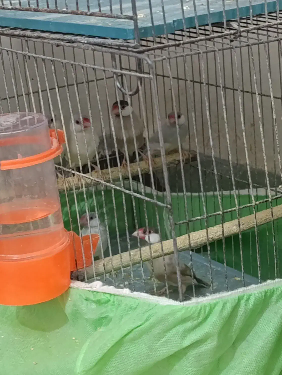 نرگسی شکلاتی|پرنده|باوی, |دیوار