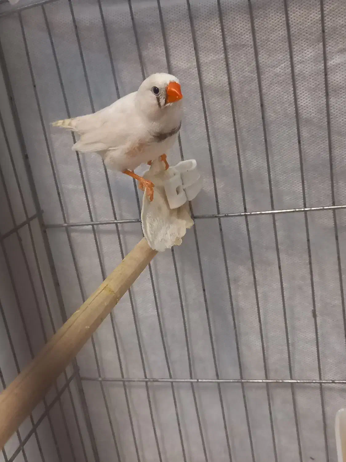 جفت فنچ سالم مولد|پرنده|تهران, فردوس|دیوار