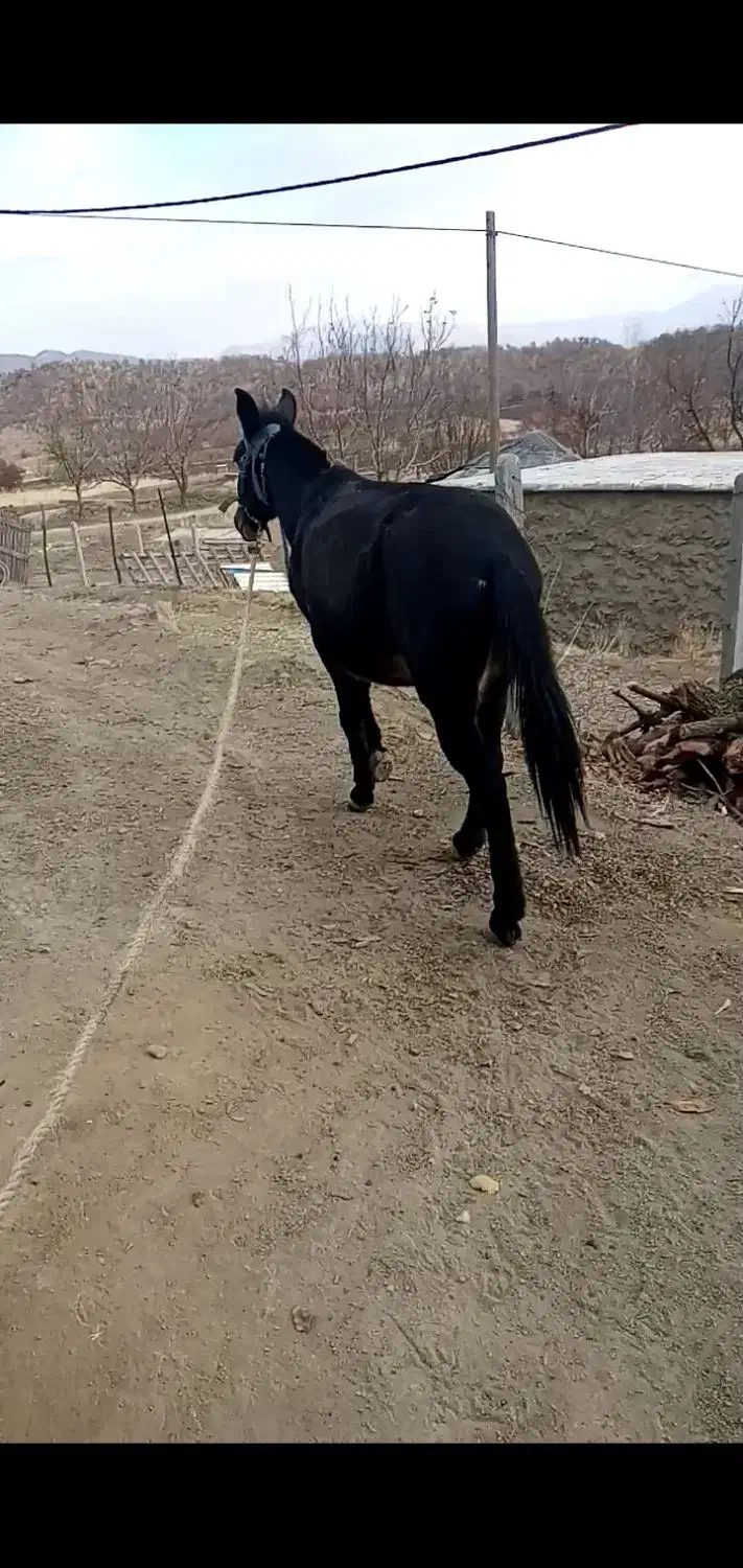 قاطر فروشی|اسب و تجهیزات اسبسواری|مریوان, |دیوار